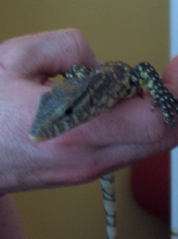 ornate monitor