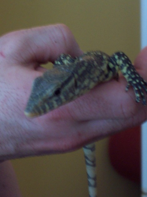ornate monitor