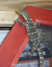 ornate monitor-jasper