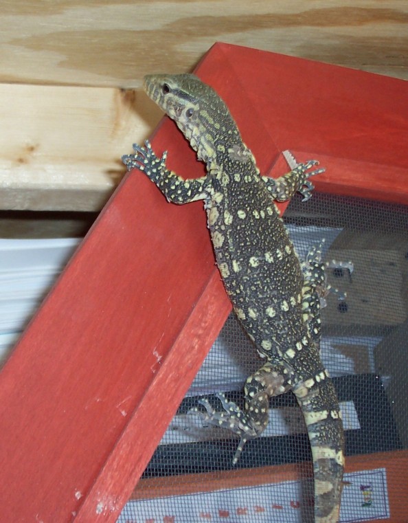 ornate monitor-jasper