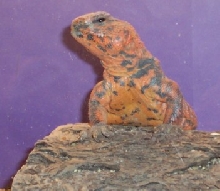 Kito