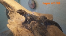 Logan-Angel Island Chuckwalla