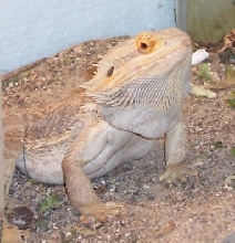 Prince-orange pastel