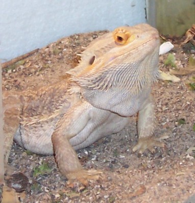 Prince-orange pastel