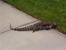 Rex-male B&W