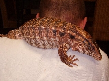 Ruby-arg. female red tegu