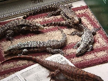 5 of our 6 Tegus