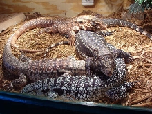 Tegus in new cage