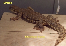 UreenaFemale Geryi Uro