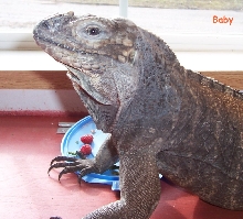 Baby-female cyclura cornuta