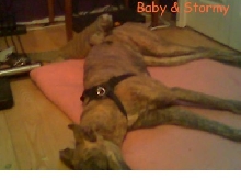 Baby-friendly as a puppy!