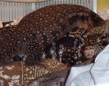 red tegu female1