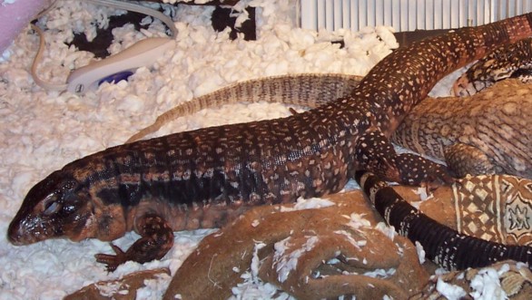 red tegu2