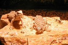 ornate uro babies 12-24-05