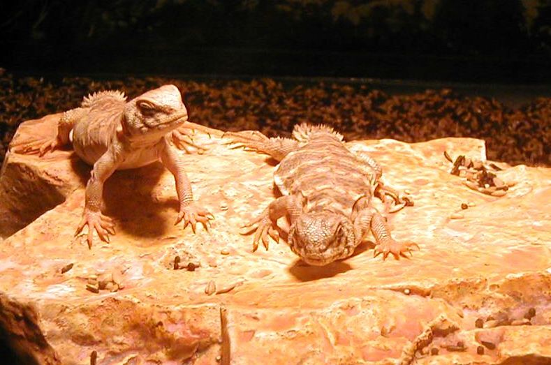 ornate uro babies 12-24-05