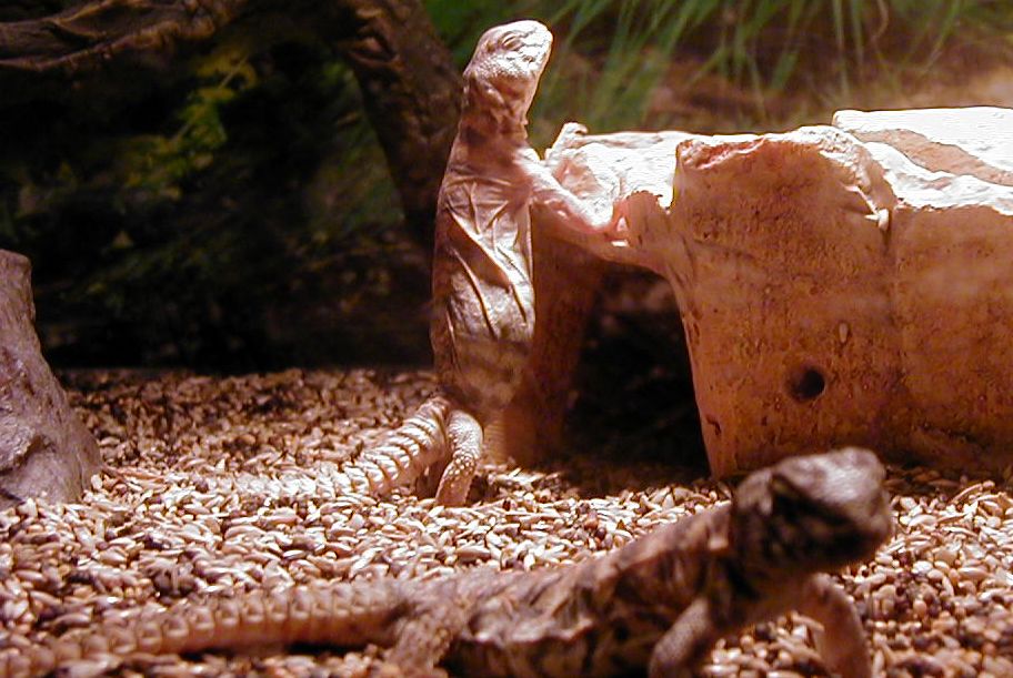 lifting the rock or praying