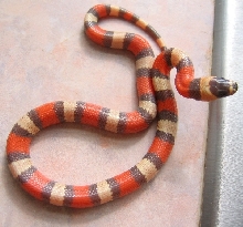 Tri-Color Hypo