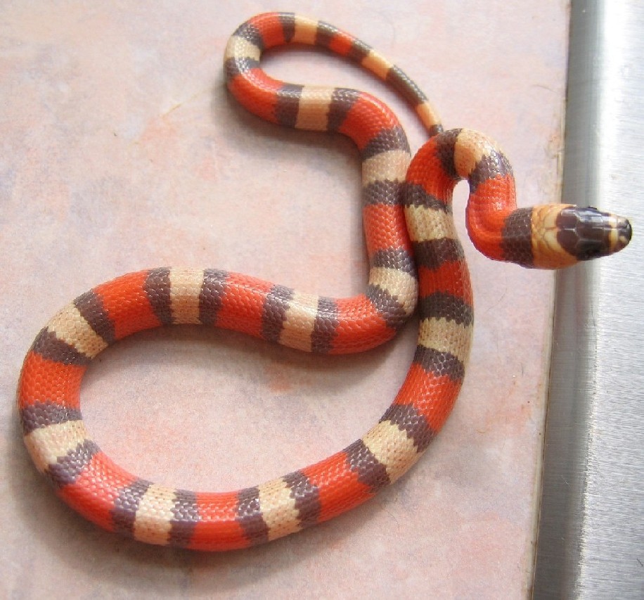 Tri-Color Hypo