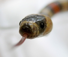 Tri-Color Hypo (Head Shot - 1)