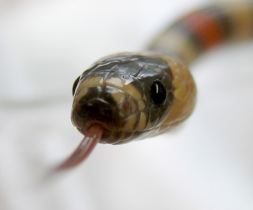 Tri-Color Hypo (Head Shot - 1)