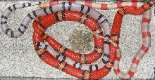 Ghost, Tri-Color Pin Hypo, and Amel Poss. Hybino