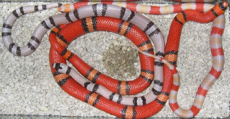 Ghost, Tri-Color Pin Hypo, and Amel Poss. Hybino