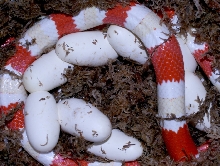 Amel_Eggs-1