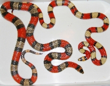 FUTURE TRICOLOR HYBINOS