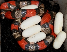 Hypo tri-color-eggs