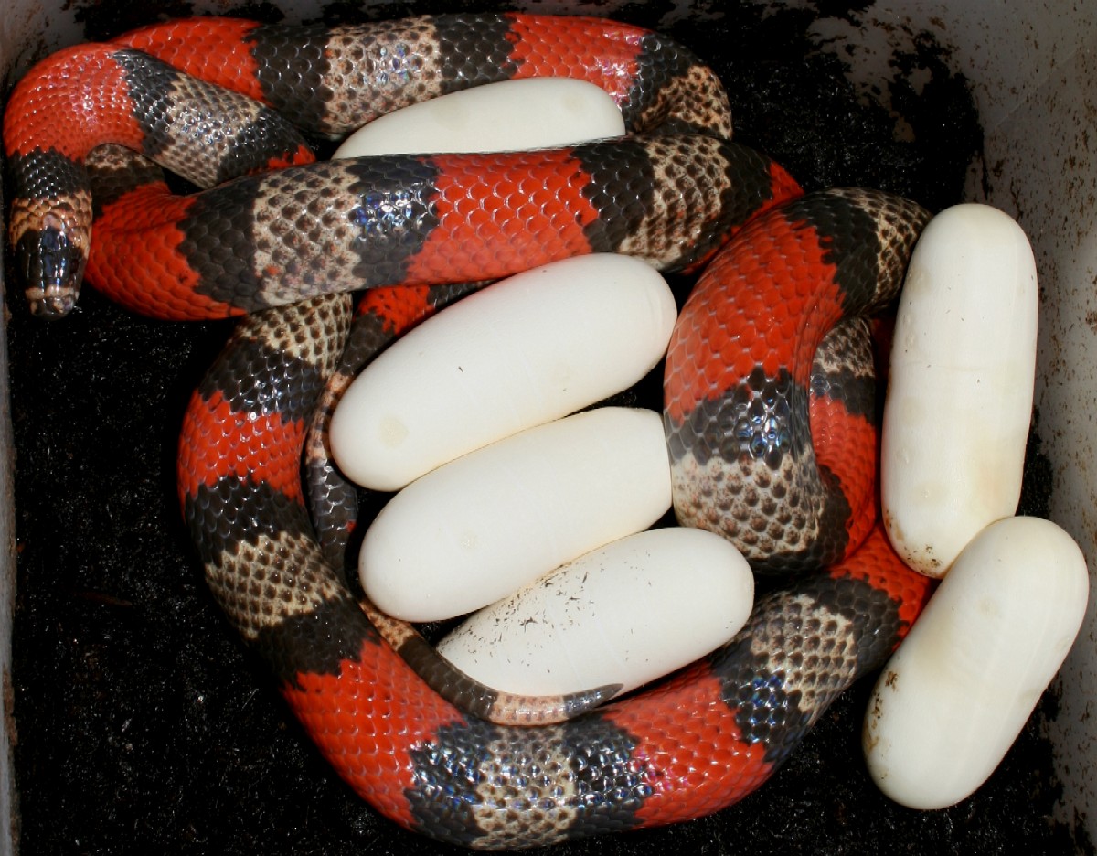 Hypo tri-color-eggs