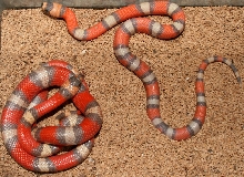 extreme trihypo and hypo