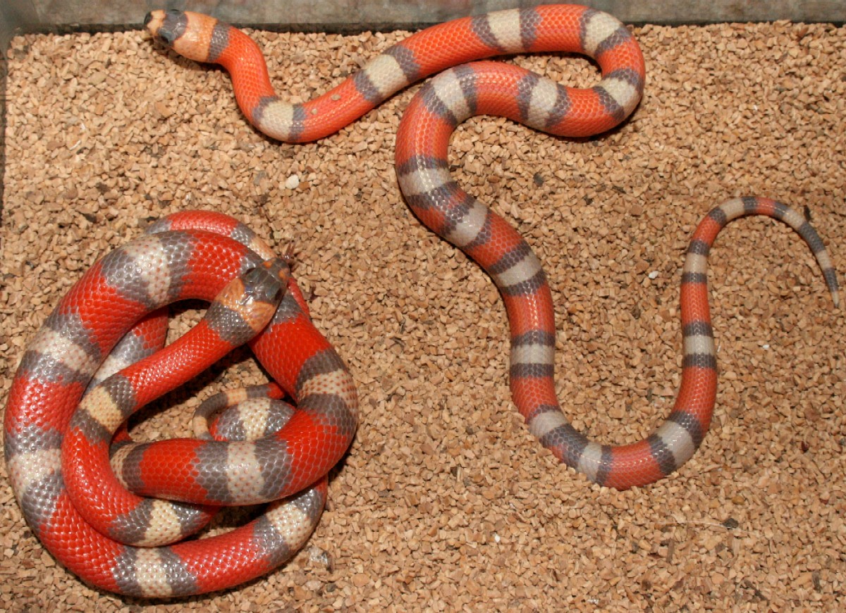 extreme trihypo and hypo