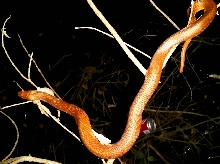 Salt Marsh Snake _ Red Phase