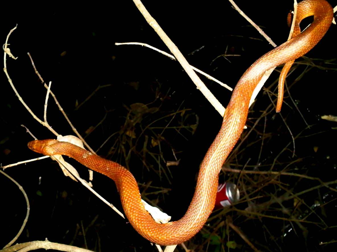 Salt Marsh Snake _ Red Phase