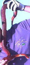 Red Rat snake