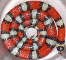 Tricolor Sp