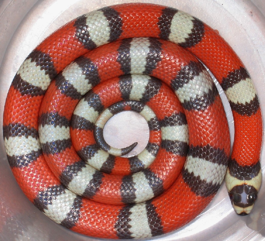 Tricolor Sp