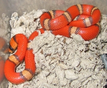 Tri-Color Hypo - Hatch