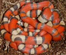 tri-color group-flash