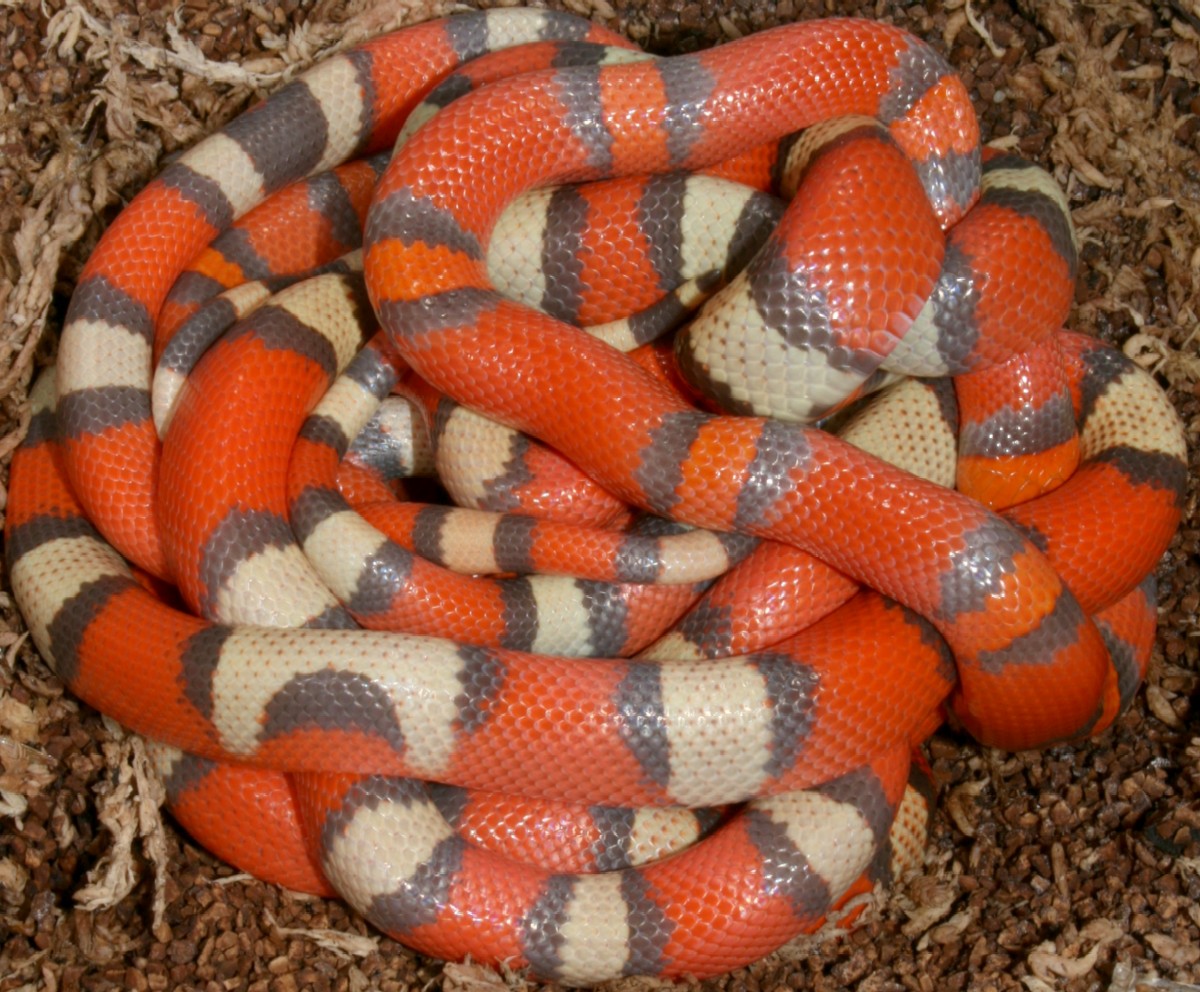 tri-color group-flash
