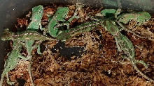 C-G