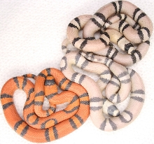 group