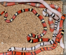 mix
