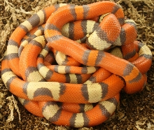 tri-color group-no flash