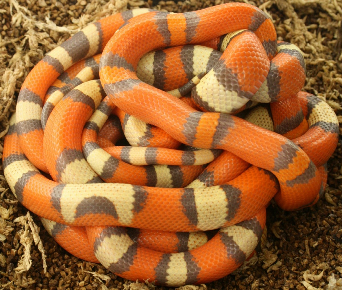 tri-color group-no flash