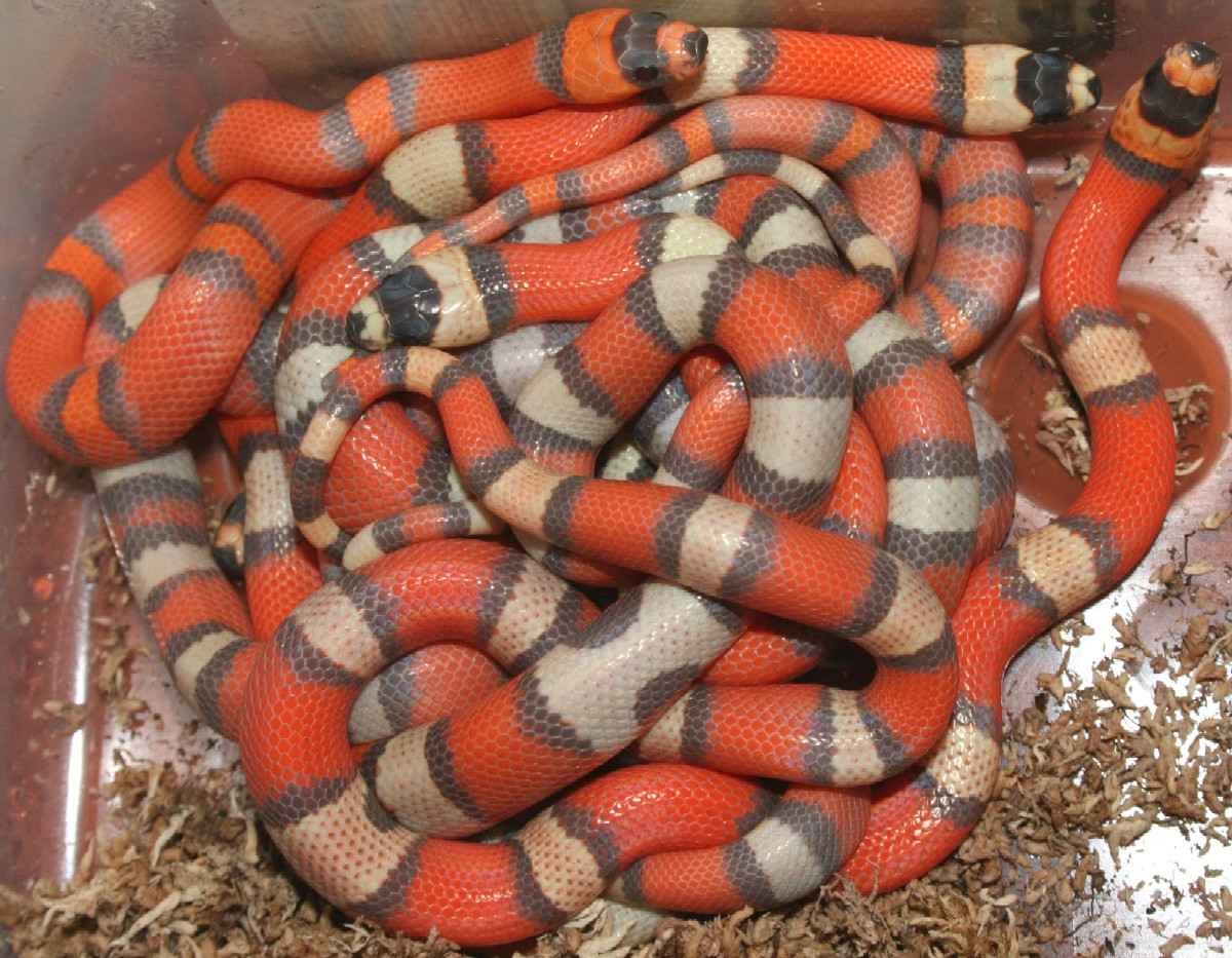 tri-color group