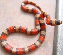 Tri-Color Hypo Het Amel-1