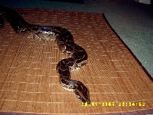 Het for Albino Granite Burmese