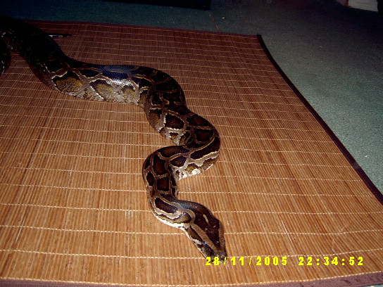 Het for Albino Granite Burmese