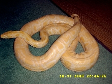 Albino Labrynth Burmese Python